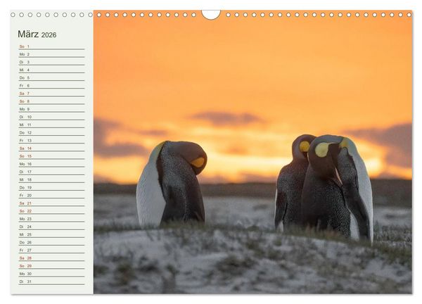 Produktbild: Unter Pinguinen (Wandkalender 2026 DIN A3 quer), CALVENDO Monatskalender