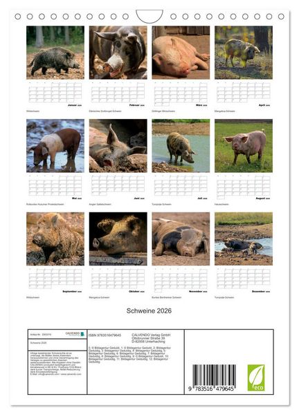Produktbild: Schweine 2026 (Wandkalender 2026 DIN A4 hoch), CALVENDO Monatskalender
