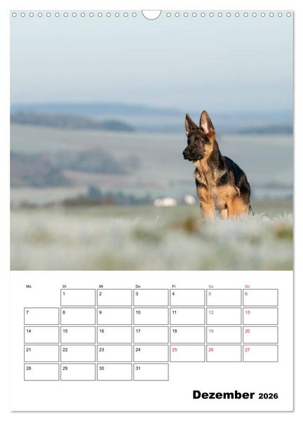 Produktbild: Deutsche Sch&auml;ferhundwelpen zum Verlieben (Wandkalender 2026 DIN A3 hoch), CALVENDO Monatskalender