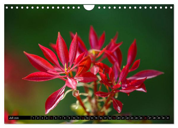 Produktbild: Kleine Blumen ganz gro&szlig; (Wandkalender 2026 DIN A4 quer), CALVENDO Monatskalender