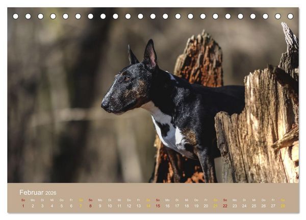 Produktbild: Bullterrier, liebenswerte Sturk&ouml;pfe (Tischkalender 2026 DIN A5 quer), CALVENDO Monatskalender