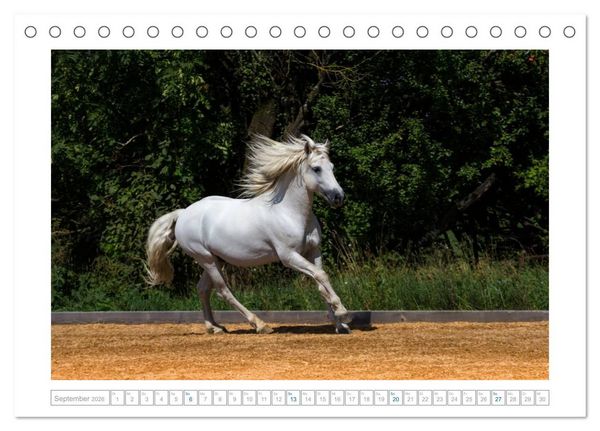 Produktbild: Wei&szlig;e Pferde der Camargue in Bayern (Tischkalender 2026 DIN A5 quer), CALVENDO Monatskalender