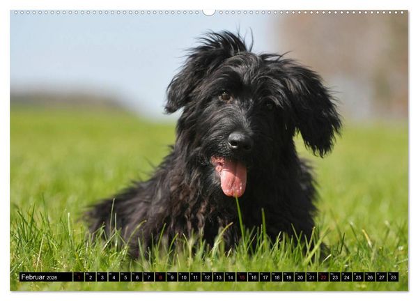 Produktbild: Altdeutsche H&uuml;tehunde - Fast vergessen (Wandkalender 2026 DIN A2 quer), CALVENDO Monatskalender