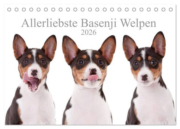 Produktbild: Allerliebste Basenji Welpen 2026 (Tischkalender 2026 DIN A5 quer), CALVENDO Monatskalender