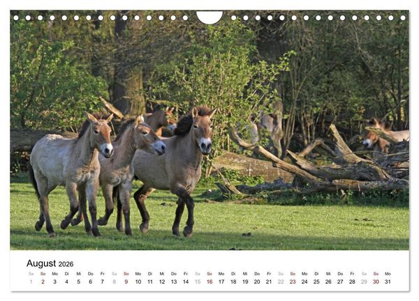 Produktbild: Faszination Przewalski-Pferde (Wandkalender 2026 DIN A4 quer), CALVENDO Monatskalender