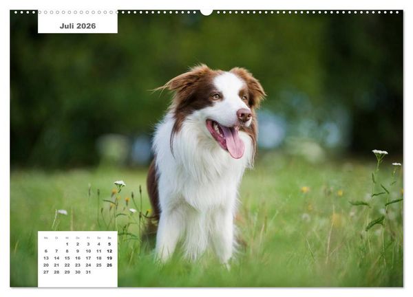 Produktbild: Rassehunde (Wandkalender 2026 DIN A2 quer), CALVENDO Monatskalender