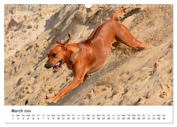 Produktbild: Rhodesian Ridgebacks (Wall Calendar 2026 DIN A3 landscape), CALVENDO 12 Month Wall Calendar