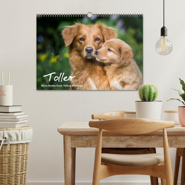 Produktbild: Toller - Nova Scotia Duck Tolling Retriever (Wandkalender 2026 DIN A3 quer), CALVENDO Monatskalender