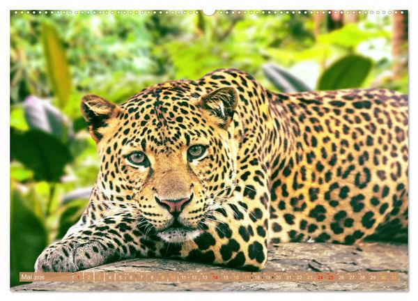 Produktbild: Leben im Dschungel: Der Regenwald ist ein Paradies f&uuml;r Tiere (hochwertiger Premium Wandkalender 2026 DIN A2 quer), Kunstdruck in Hochglanz