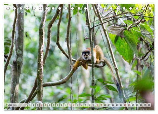 Produktbild: Costa Rica - Tierwelt und Landschaften (Tischkalender 2026 DIN A5 quer), CALVENDO Monatskalender
