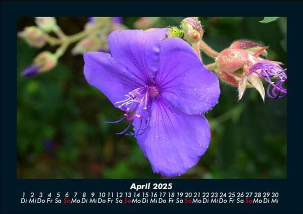 Produktbild: Blumentr&auml;ume 2025 Fotokalender DIN A5