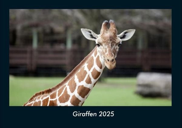 Giraffen 2025 Fotokalender DIN A4