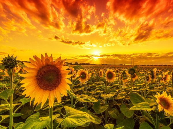 Produktbild: CALVENDO Puzzle Sonnenblumenfeld in Reform | 1000 Teile Lege-Gr&ouml;&szlig;e 64x48cm Foto-Puzzle f&uuml;r gl&uuml;ckliche Stunden