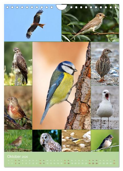 Produktbild: Alles f&uuml;r die V&ouml;gel (Wandkalender 2026 DIN A4 hoch), CALVENDO Monatskalender