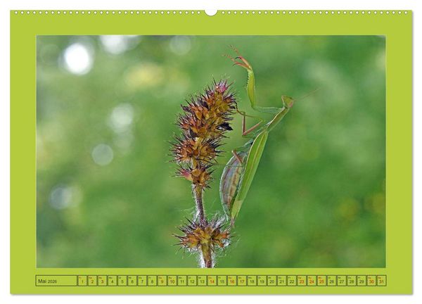 Produktbild: Die Gottesanbeterin Mantis Religiosa (hochwertiger Premium Wandkalender 2026 DIN A2 quer), Kunstdruck in Hochglanz