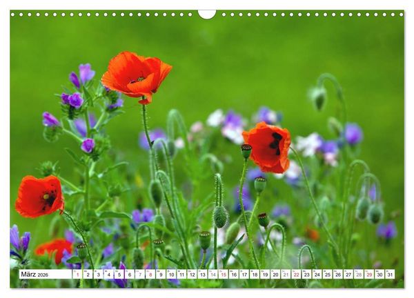 Produktbild: MohnTage (Wandkalender 2026 DIN A3 quer), CALVENDO Monatskalender