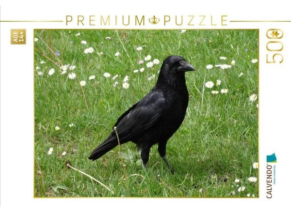 CALVENDO Puzzle Rabe auf der Gänseblümchen Wiese | 500 Teile Lege-Größe 48 × 36 cm Foto-Puzzle für Erwachsene