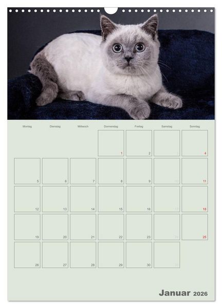 Produktbild: Britisch Kurzhaar Katzen - Planer (Wandkalender 2026 DIN A3 hoch), CALVENDO Monatskalender