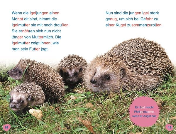 Produktbild: Superleser! Hallo, Igel!
