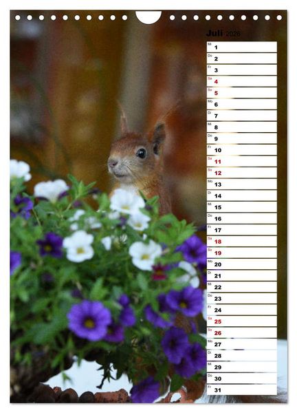 Produktbild: Eichh&ouml;rnchen - kleine Tiere, gro&szlig;e Liebe (Wandkalender 2026 DIN A4 hoch), CALVENDO Monatskalender