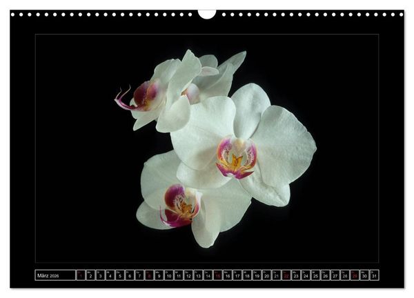 Produktbild: Orchideen 2026 (Wandkalender 2026 DIN A3 quer), CALVENDO Monatskalender