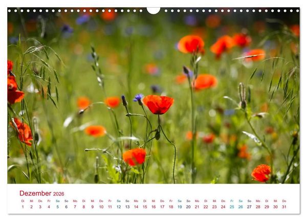 Produktbild: Mohnblumen (Wandkalender 2026 DIN A3 quer), CALVENDO Monatskalender