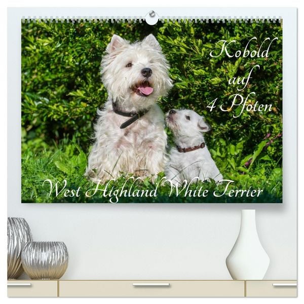 Produktbild: Kobold auf 4 Pfoten - West Highland White Terrier (hochwertiger Premium Wandkalender 2026 DIN A2 quer), Kunstdruck in Hochglanz