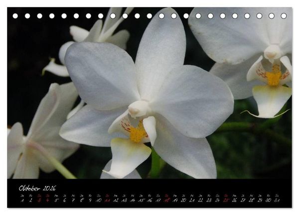 Produktbild: Farbenreiche Orchideen (Tischkalender 2026 DIN A5 quer), CALVENDO Monatskalender