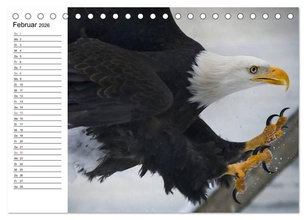 Produktbild: Wei&szlig;kopfseeadler. Symbol der Freiheit (Tischkalender 2026 DIN A5 quer), CALVENDO Monatskalender
