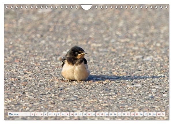 Produktbild: Rauchschwalben - Boten des Sommers (Wandkalender 2026 DIN A4 quer), CALVENDO Monatskalender