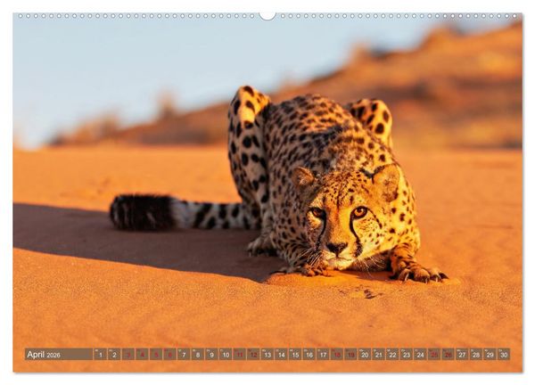 Produktbild: Afrikas Tierwelt - Geparde (Wandkalender 2026 DIN A2 quer), CALVENDO Monatskalender