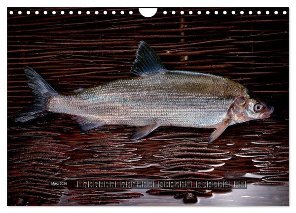 Produktbild: UNSER FISCH. S&Uuml;&szlig;WASSER. (Wandkalender 2026 DIN A4 quer), CALVENDO Monatskalender