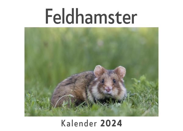 Produktbild: Feldhamster (Wandkalender 2024, Kalender DIN A4 quer, Monatskalender im Querformat mit Kalendarium, Das perfekte Geschenk)