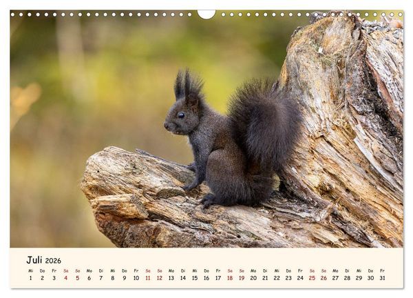 Produktbild: Oachkatzl (Wandkalender 2026 DIN A3 quer), CALVENDO Monatskalender