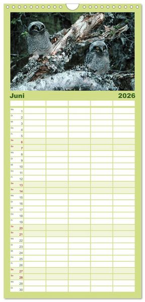 Produktbild: Familienplaner 2026 - Eulen. W&auml;chter der Nacht mit 5 Spalten (Wandkalender, 21 x 45 cm) CALVENDO