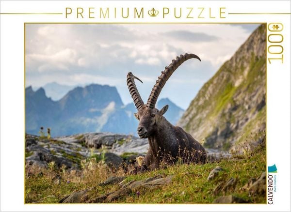 CALVENDO Puzzle Steinbock Siesta | 1000 Teile Lege-Größe 64x48cm Foto-Puzzle für glückliche Stunden
