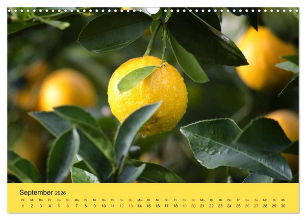 Produktbild: Gibt das Leben dir Zitronen, frag nach Zucker und Gew&uuml;rzen! (Wandkalender 2026 DIN A3 quer), CALVENDO Monatskalender