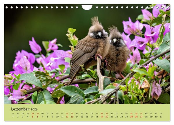 Produktbild: Gefiederte Sch&ouml;nheiten Ostafrikas (Wandkalender 2026 DIN A4 quer), CALVENDO Monatskalender