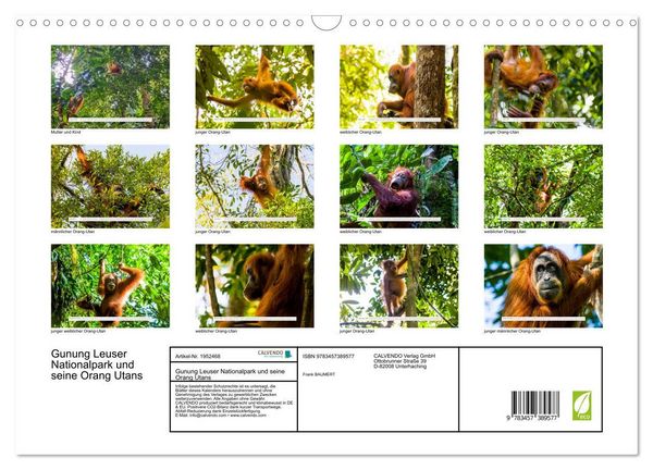 Produktbild: Gunung Leuser Nationalpark und seine Orang Utans (Wandkalender 2026 DIN A3 quer), CALVENDO Monatskalender