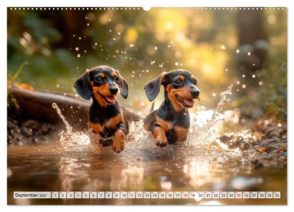 Produktbild: Lieblingshund Dackel (hochwertiger Premium Wandkalender 2027 DIN A2 quer), Kunstdruck in Hochglanz