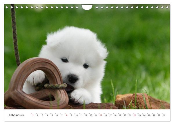 Produktbild: Samojeden Welpen (Wandkalender 2026 DIN A4 quer), CALVENDO Monatskalender