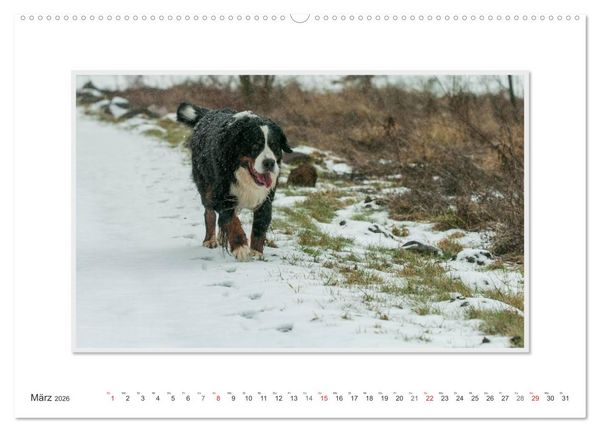 Produktbild: Emotionale Momente: Berner Sennenhund. (Wandkalender 2026 DIN A2 quer), CALVENDO Monatskalender