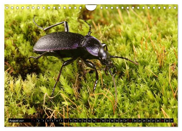 Produktbild: LAUFK&Auml;FER - CARABIDAE (Wandkalender 2027 DIN A4 quer), CALVENDO Monatskalender