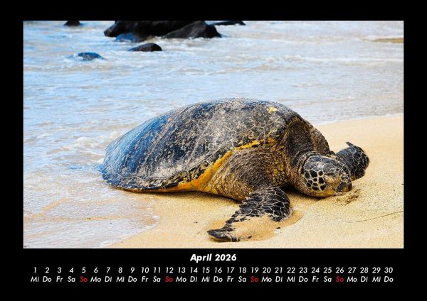 Produktbild: Schildkr&ouml;tenzauber 2026 Fotokalender DIN A3