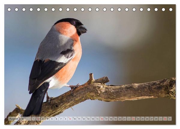 Produktbild: NATUR PUR Heimische Singv&ouml;gel (Tischkalender 2026 DIN A5 quer), CALVENDO Monatskalender