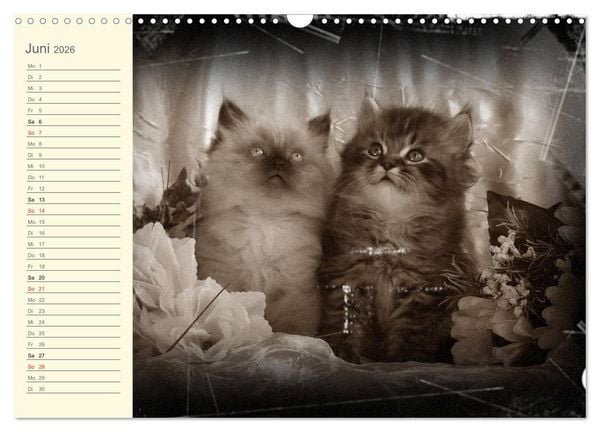 Produktbild: Oma's Katzenkalender 2026 (Wandkalender 2026 DIN A3 quer), CALVENDO Monatskalender