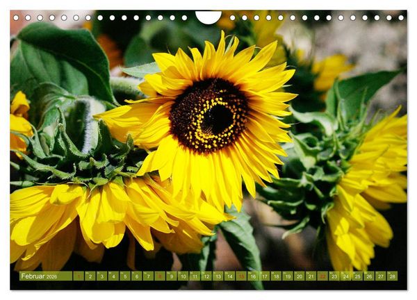 Produktbild: Sonnenblumenwelt (Wandkalender 2026 DIN A4 quer), CALVENDO Monatskalender