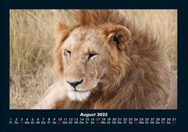 Produktbild: L&ouml;wen in der Wildnis 2025 Fotokalender DIN A4