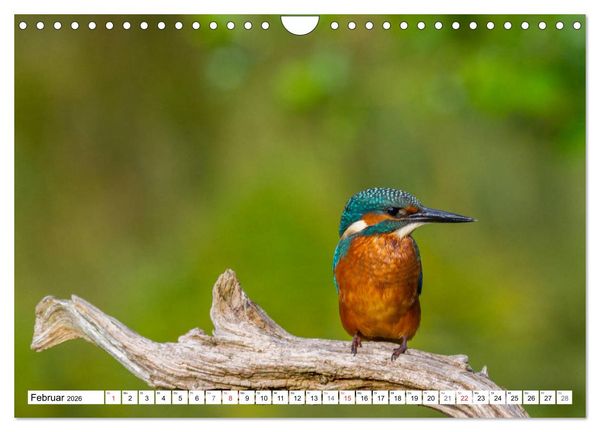 Produktbild: Eisv&ouml;gel (Alcedo atthis) - Edelsteine der Natur (Wandkalender 2026 DIN A4 quer), CALVENDO Monatskalender