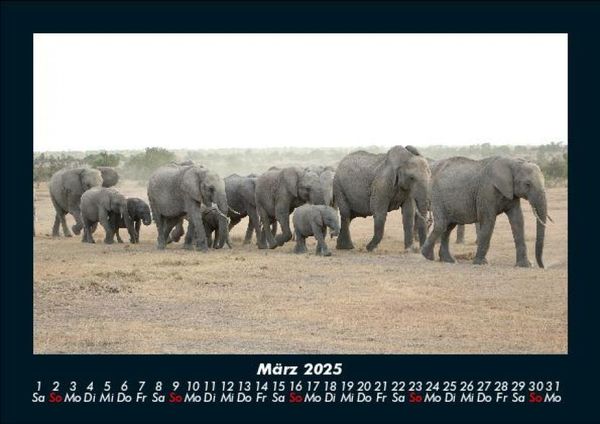 Produktbild: Elefanten - Die sanften Riesen Afrikas 2025 Fotokalender DIN A5
